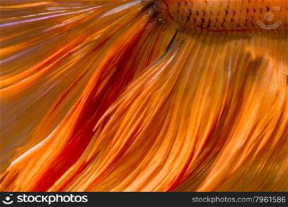 Nature colorful texture, tail of betta siamese fighting fish