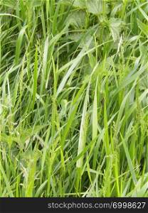 Nature concept - close up of green grass as background. Copy space.. Green grass as background.