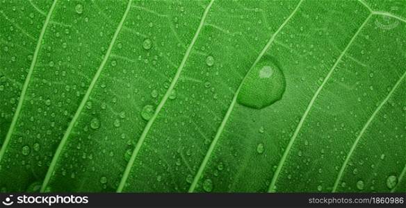 Nature Concept. Closeup of Green Leaf with many Droplet. Freshness by Water Drops. Environmental Care and Sustainable Resources. Natural Green Surface Texture Background