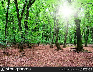 Nature concept - Green forest during bright summer day