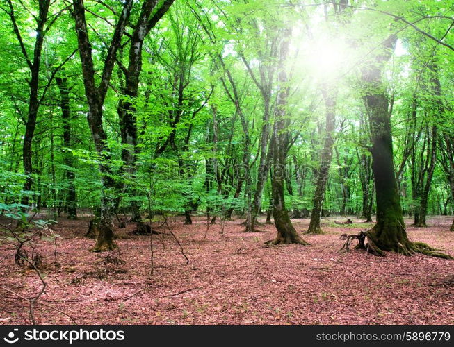 Nature concept - Green forest during bright summer day