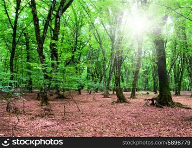 Nature concept - Green forest during bright summer day