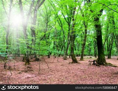 Nature concept - Green forest during bright summer day