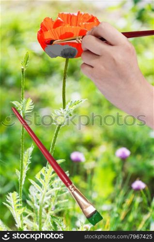 nature concept - hand with paintbrush paints red poppy flower and green leaves at meadow