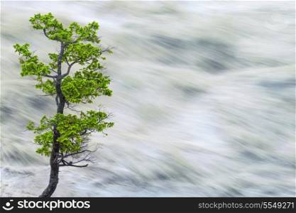 Nature concept landscape photograph of single green tree by motion blurred river water