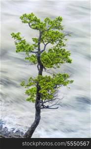 Nature concept portrait photograph of single green tree by motion blurred river water