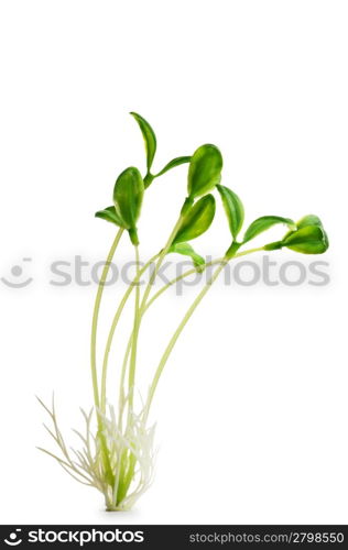 Nature concept - Seedlings on white