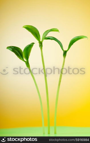 Nature concept - Seedlings on white