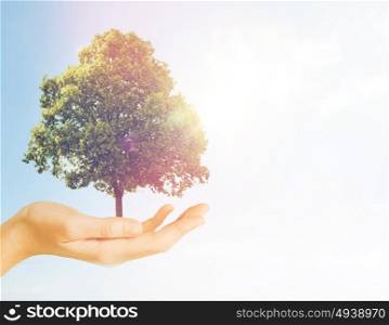nature, conservation, environment, ecology and people concept - hand holding green oak tree over gray concrete background. hand holding green oak tree over gray background
