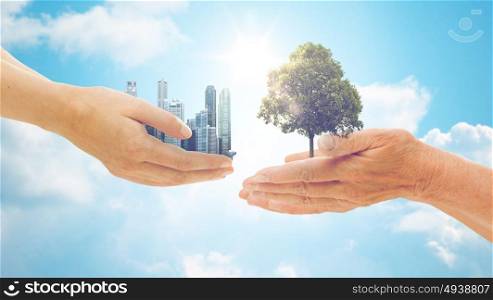 nature, conservation, environment, ecology and people concept - young and senior woman hands holding green oak tree and city buildings over blue sky background. hands holding green oak tree and city buildings
