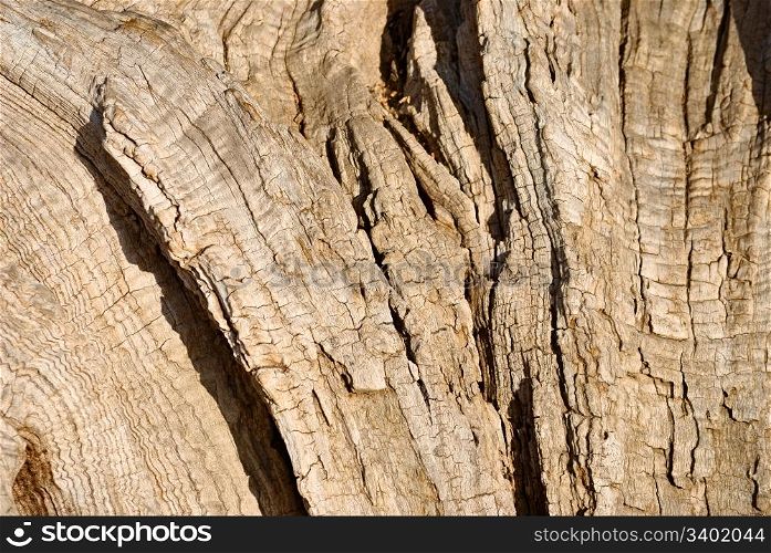 nature dry wood. outdoor shot