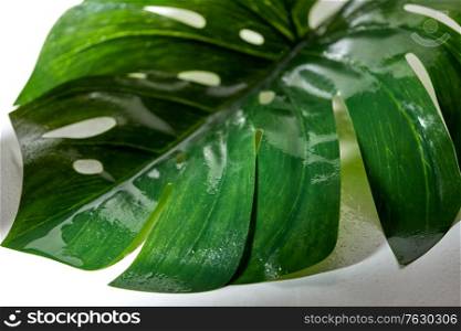 nature, eco and flora concept - green moist palm tree leaf. green moist palm tree leaf