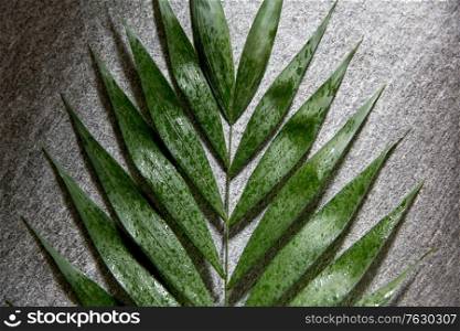 nature, eco and flora concept - green moist palm tree leaf. green moist palm tree leaf