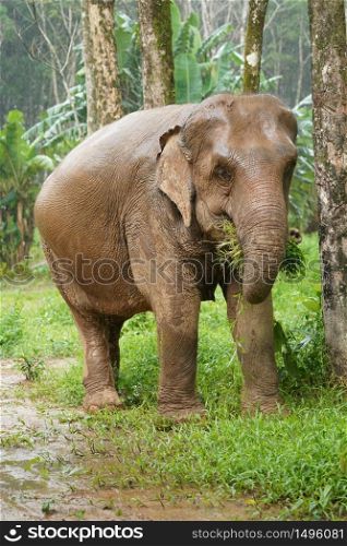 Nature Elephant living green forrest