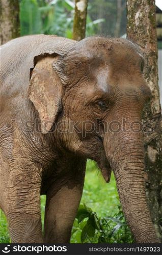 Nature Elephant living green forrest