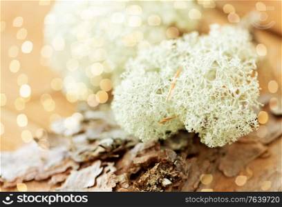 nature, environment and botany - close up of reindeer lichen moss on pine tree bark. close up of reindeer lichen moss on pine tree bark