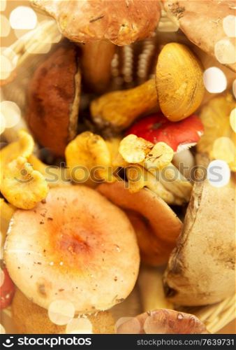 nature, environment and edible mushrooms concept - brown cap and orange-cap boletus on wooden background. brown cap boletus mushrooms on wooden background