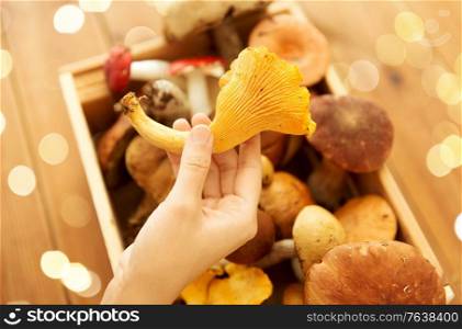 nature, environment and harvest concept - hand holding chanterelle over wooden box of different edible mushrooms. hand holding chanterelle over box of mushrooms