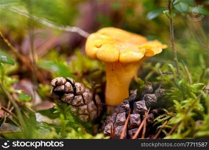 nature, environment and picking season concept - chanterelle mushroom growing between pine cones in autumn forest. chanterelle mushroom growing in autumn forest