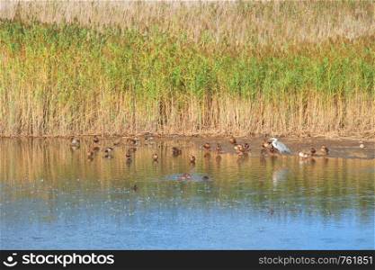 Nature environment with Ducks and birds in Estartit Spain