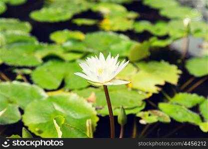 nature, flora and biology concept - close up of white water lily in pond