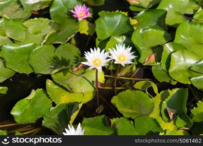 nature, flora and biology concept - white water lilies in pond. white water lilies in pond