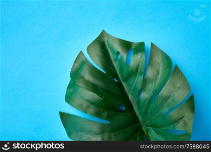 nature, flora and exotic plants concept - close up of green monstera deliciosa or swiss cheese plant leaf on blue background. close up of monstera deliciosa leaf