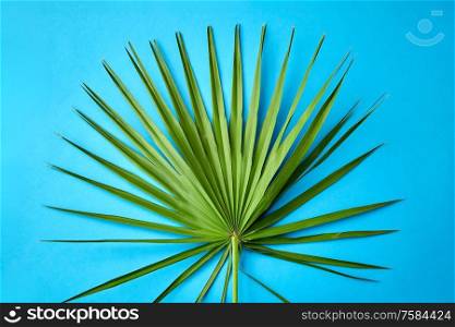 nature, flora and exotic plants concept - green fan palm leaf on blue background. green fan palm leaf on blue background