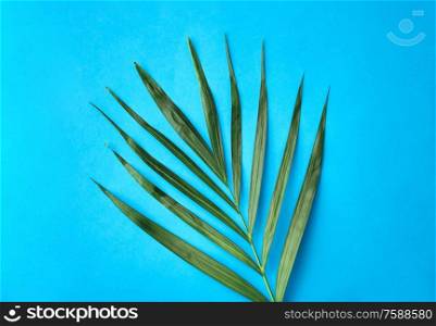 nature, flora and exotic plants concept - green palm leaf on blue background. green palm leaf on blue background