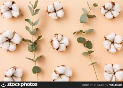 nature, flora and herbal concept - cotton flowers and eucalyptus cinerea on beige background. cotton flowers and eucalyptus on beige background