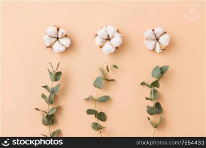 nature, flora and herbal concept - cotton flowers and eucalyptus cinerea on beige background. cotton flowers and eucalyptus on beige background
