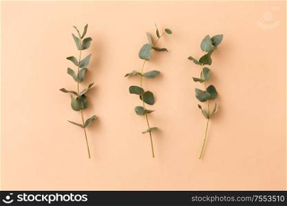 nature, flora and plants concept - green eucalyptus cinerea branches on beige background. eucalyptus cinerea branches on beige background