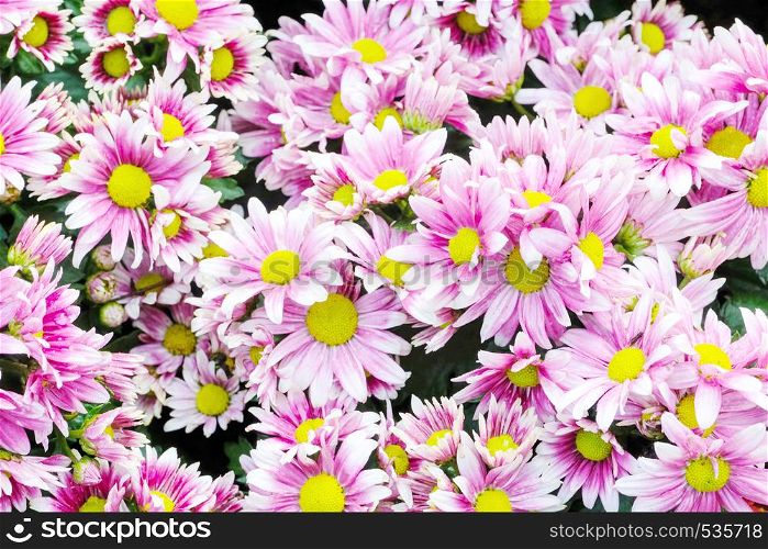 Nature flower background, Pink and purple daisy flowers blossoming in spring, top view, flat lay