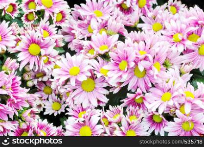 Nature flower background, Pink and purple daisy flowers blossoming in spring, top view, flat lay