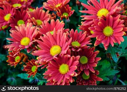 Nature flower background, Red daisy flowers blossoming in spring, top view, flat lay