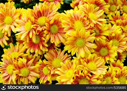 Nature flower background, Yellow and orange daisy flowers blossoming in spring, top view, flat lay