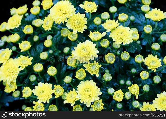 Nature flower background, Yellow daisy flowers blossoming in spring, top view, flat lay