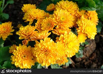 Nature flower background, Yellow daisy flowers blossoming in spring, top view, flat lay