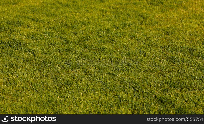 Nature foliage outdoor concept. Green lawn in sunlight. Grass growing in summer.. Green lawn in sunlight.