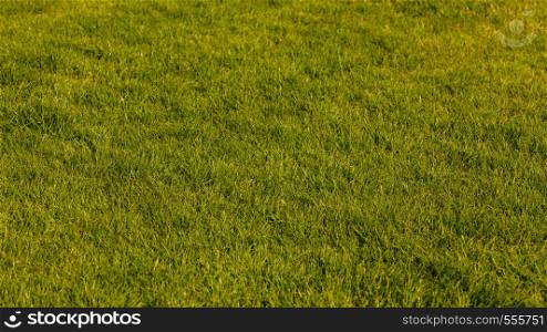Nature foliage outdoor concept. Green lawn in sunlight. Grass growing in summer.. Green lawn in sunlight.