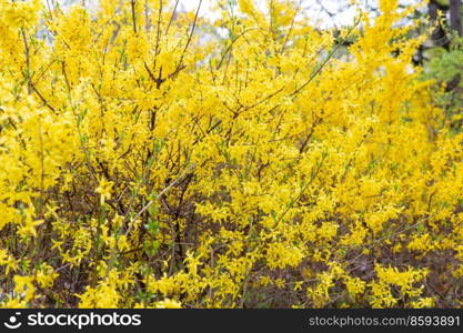 nature, gardening and flora concept - forsythia bush with yellow flowers in spring garden. forsythia bush with yellow flowers in garden