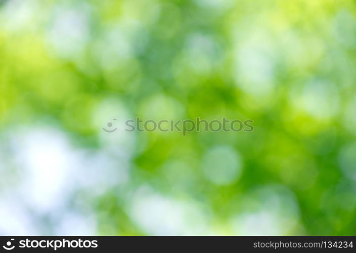 Nature green abstract bokeh background