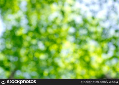Nature green abstract bokeh background
