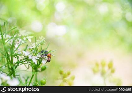 Nature green background / Abstract blur yellow and green summer bright with insect bee collects pollen for honeybee in the white flower garden bokeh background