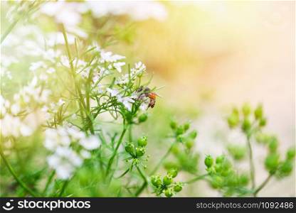 Nature green background / Abstract blur yellow and green summer bright with insect bee collects pollen for honeybee in the white flower garden