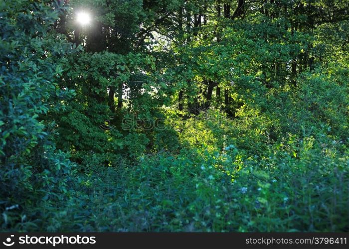 Nature green background with trees, bushes and sunlight