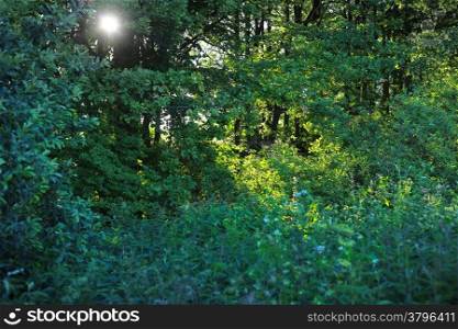 Nature green background with trees, bushes and sunlight