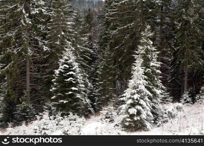 Nature: green firtrees covered with snow in a forest
