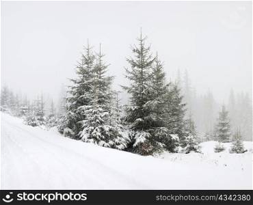 Nature: green firtrees covered with snow in a forest