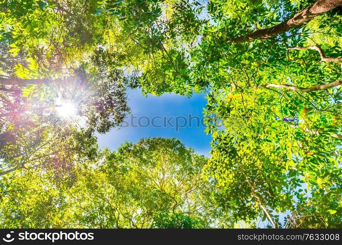 Nature green forest with big trees and sky on top